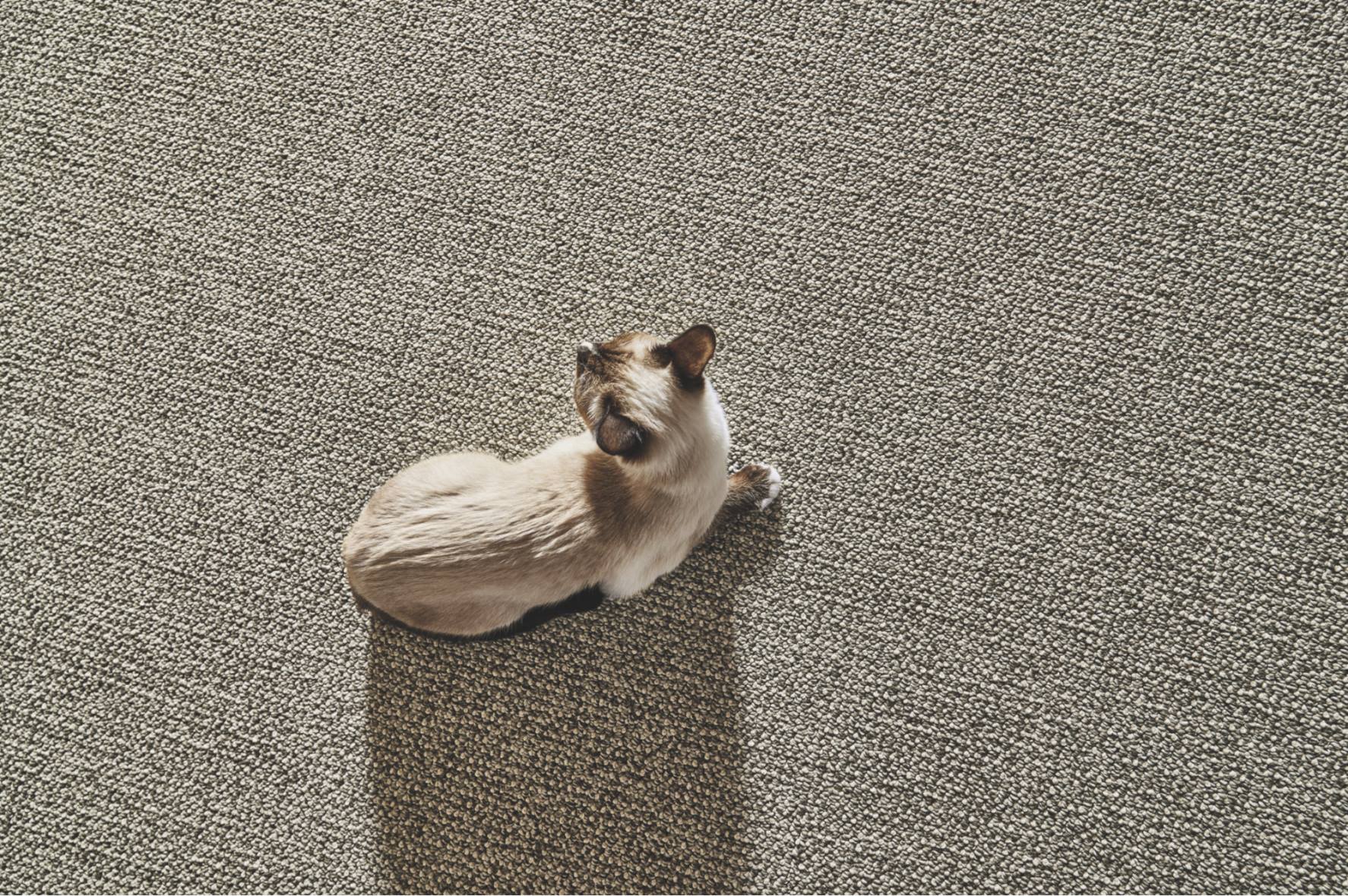 Philadelphia Flooring Solutions | Hardwood, Laminate, LVT & Eco-Friendly Flooring Installation photo
