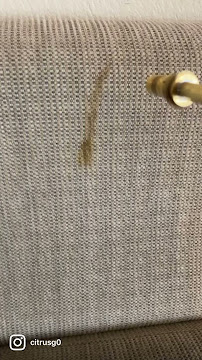 Gallery image 4 — CitrusGo! Carpet Cleaning