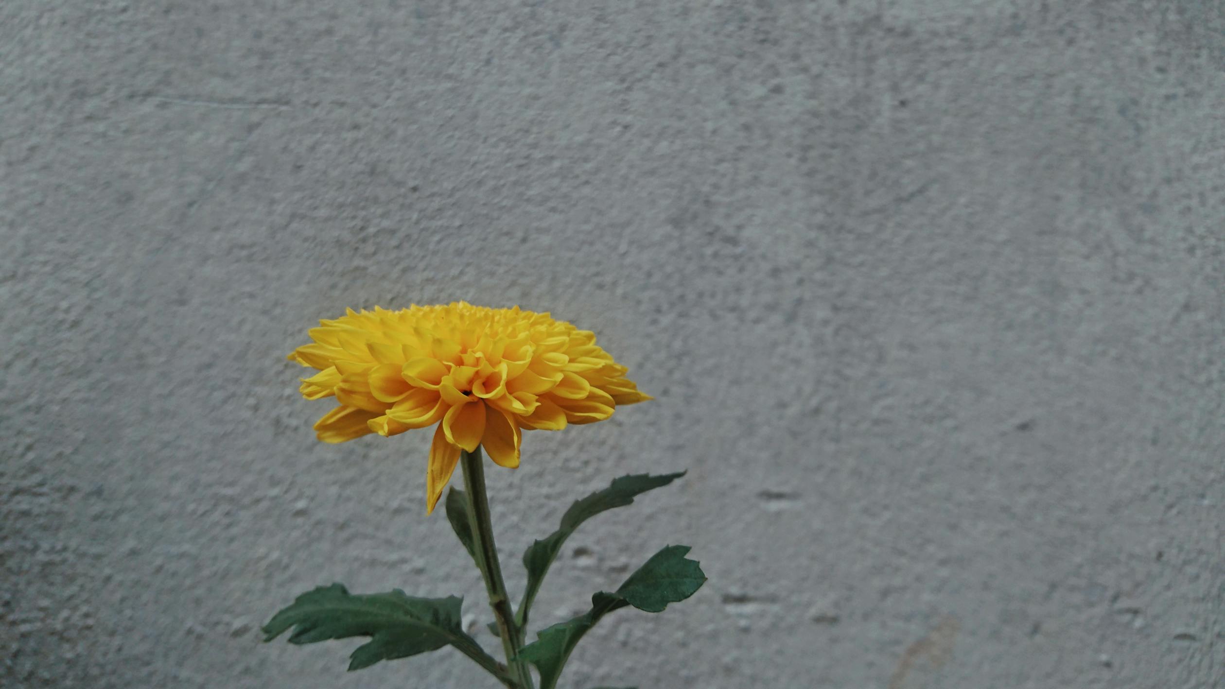 Gallery image 2 — professional stump grinding Salt Lake City