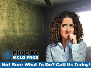 emergency mold removal 85016