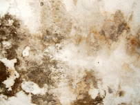 Gallery image 7 — emergency mold removal 85016