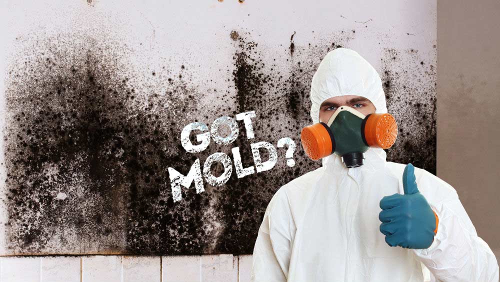 professional mold inspection Phoenix Valley