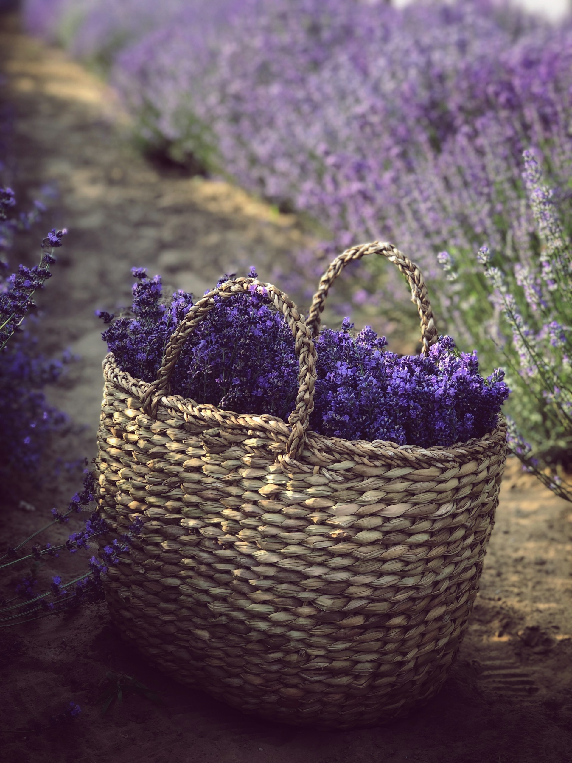 residential cleaning in The Lavender Cleaning Co