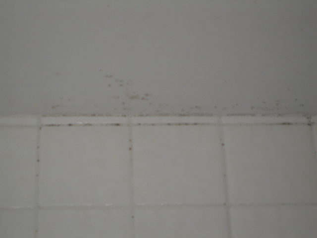 Gallery image 1 — toxic mold detection near me