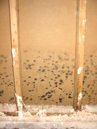 Gallery image 2 — toxic mold detection near me