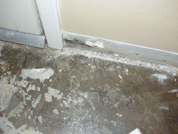 Gallery image 5 — toxic mold detection near me