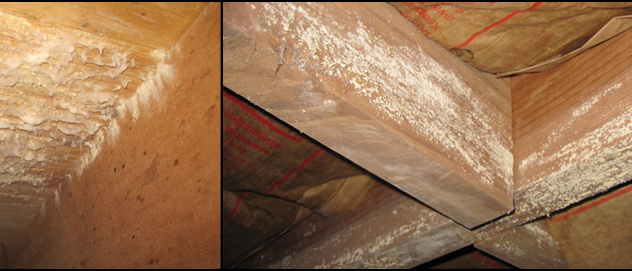 Gallery image 6 — toxic mold detection near me