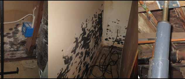 Gallery image 7 — toxic mold detection near me