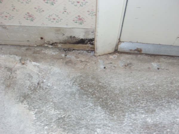 Gallery image 11 — toxic mold detection near me