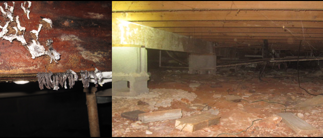 Gallery image 10 — toxic mold detection near me