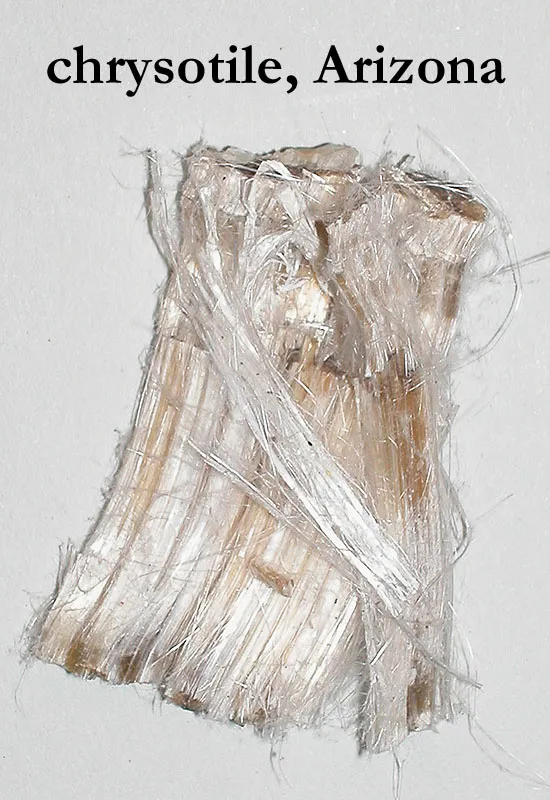 Gallery image 4 — fungal analysis Phoenix
