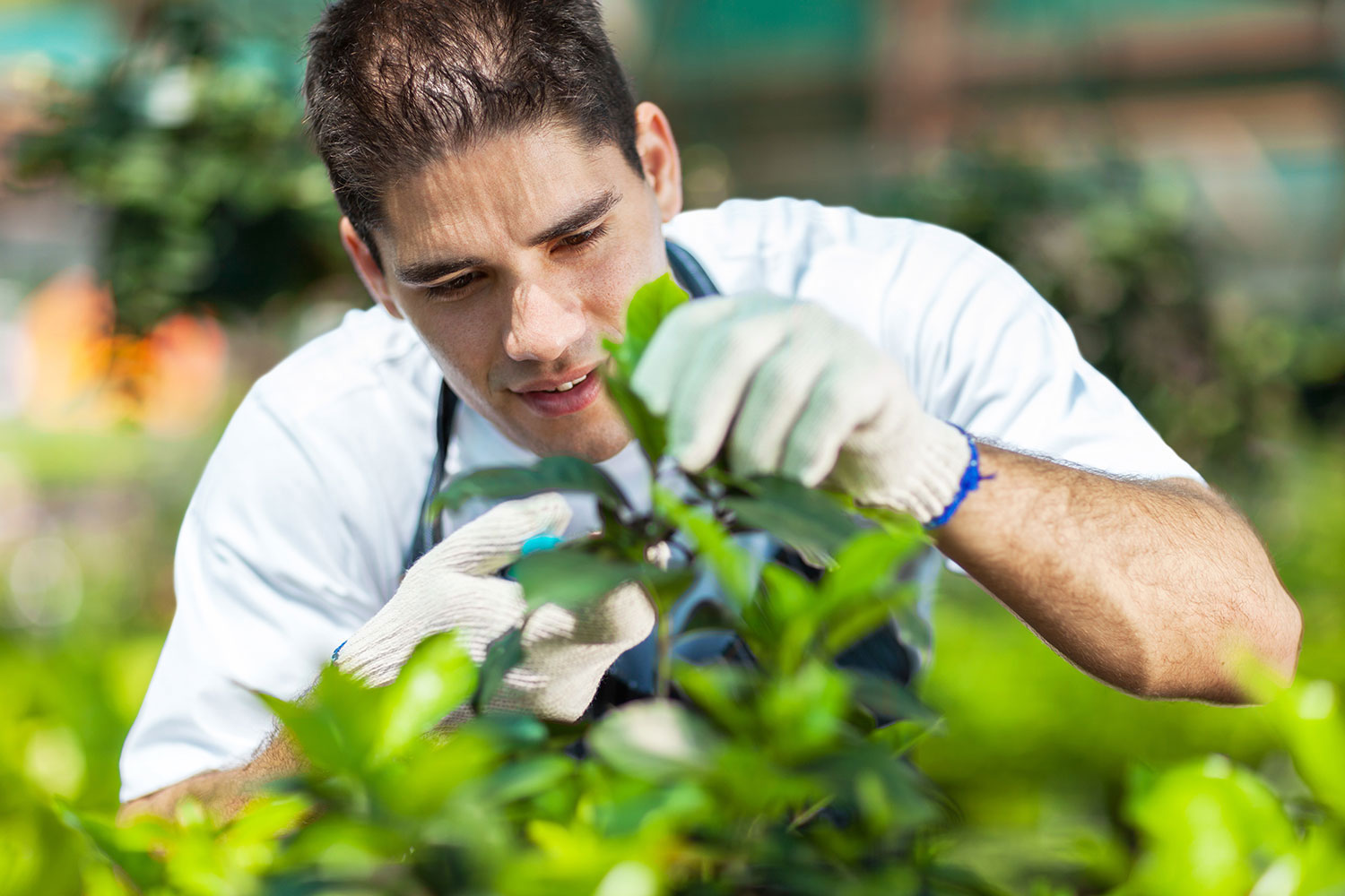 Gallery image 5 — weed control services Tampa