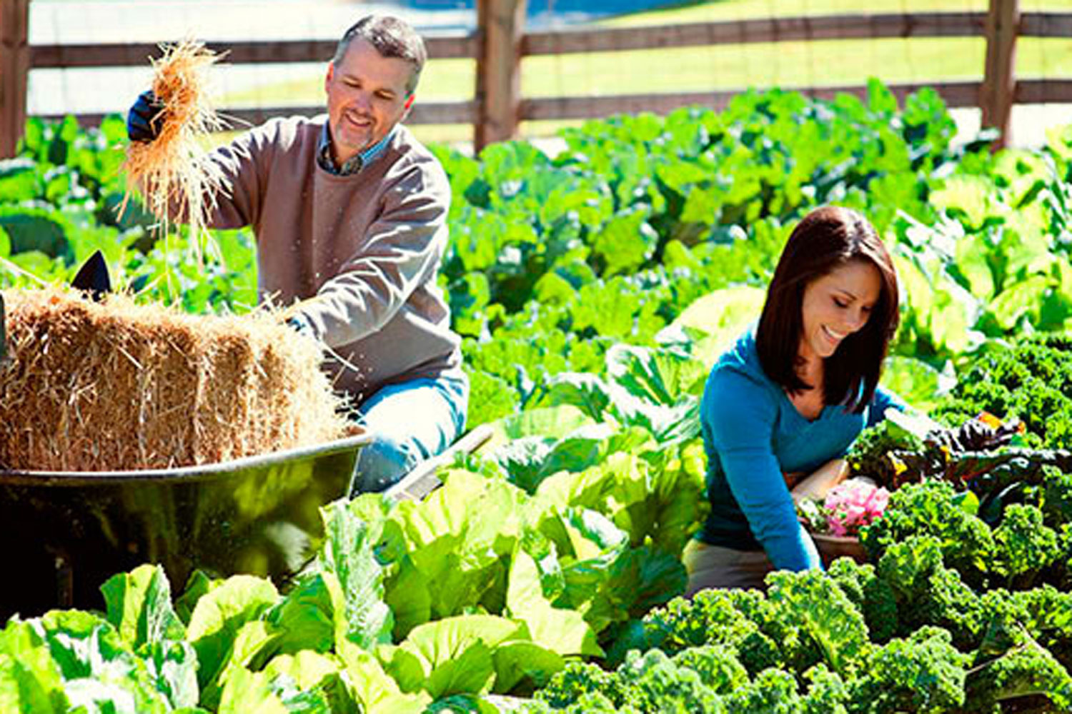 Gallery image 6 — weed control services Tampa