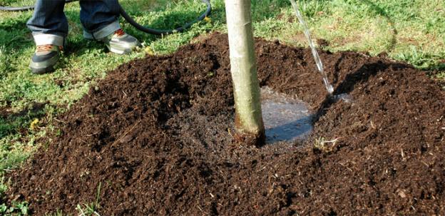 Gallery image 5 — lawn maintenance Orlando