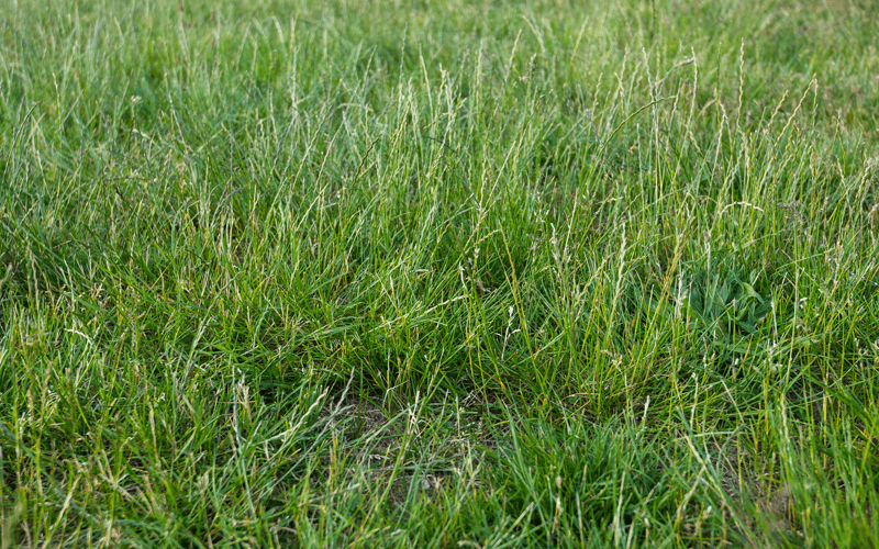 Gallery image 12 — HOA landscape maintenance Windermere