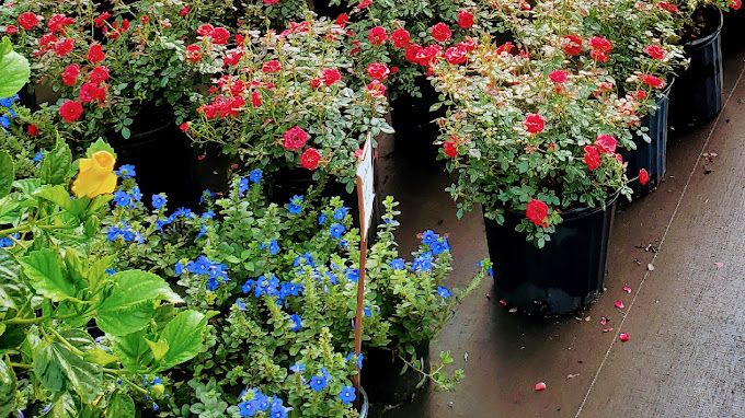 Gallery image 20 — planters and hardscape Central Florida