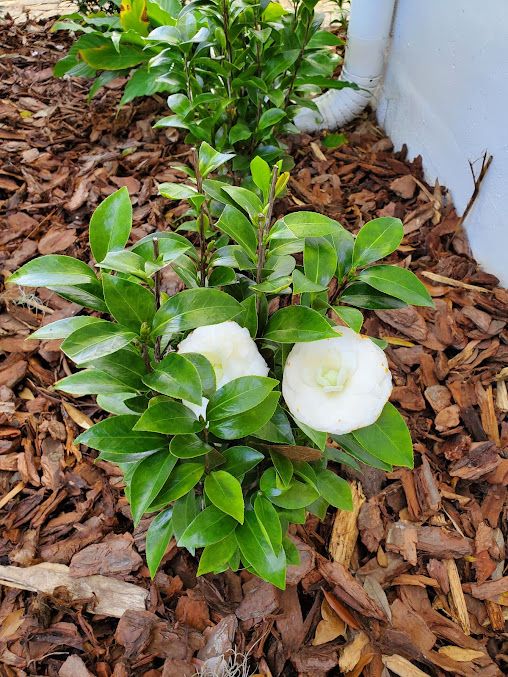 Gallery image 12 — planters and hardscape Central Florida