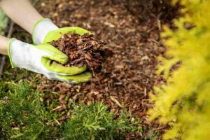Gallery image 5 — mulch delivery Dr. Phillips