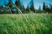 property management landscaping Orlando