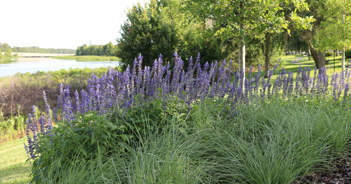 irrigation management Orlando