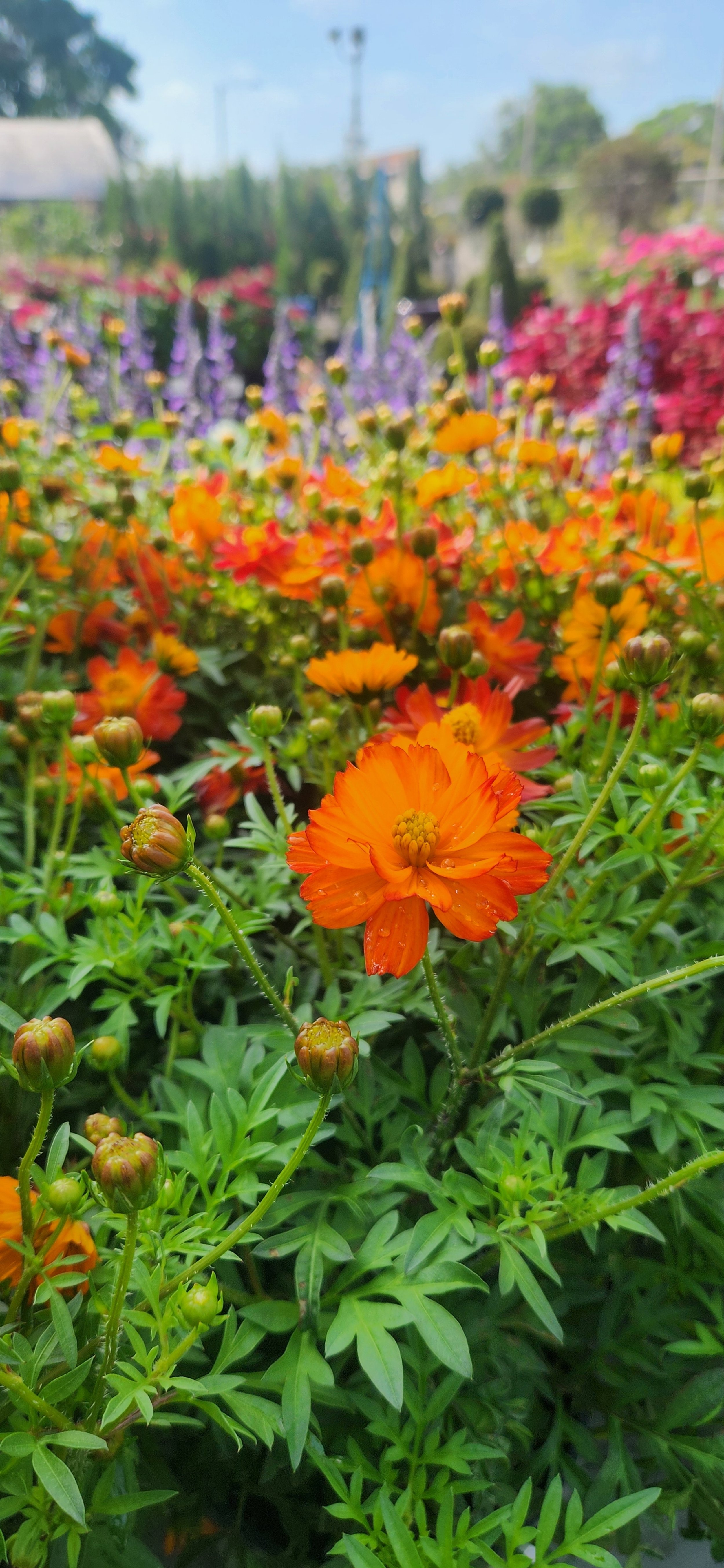Gallery image 8 — container garden design Orlando
