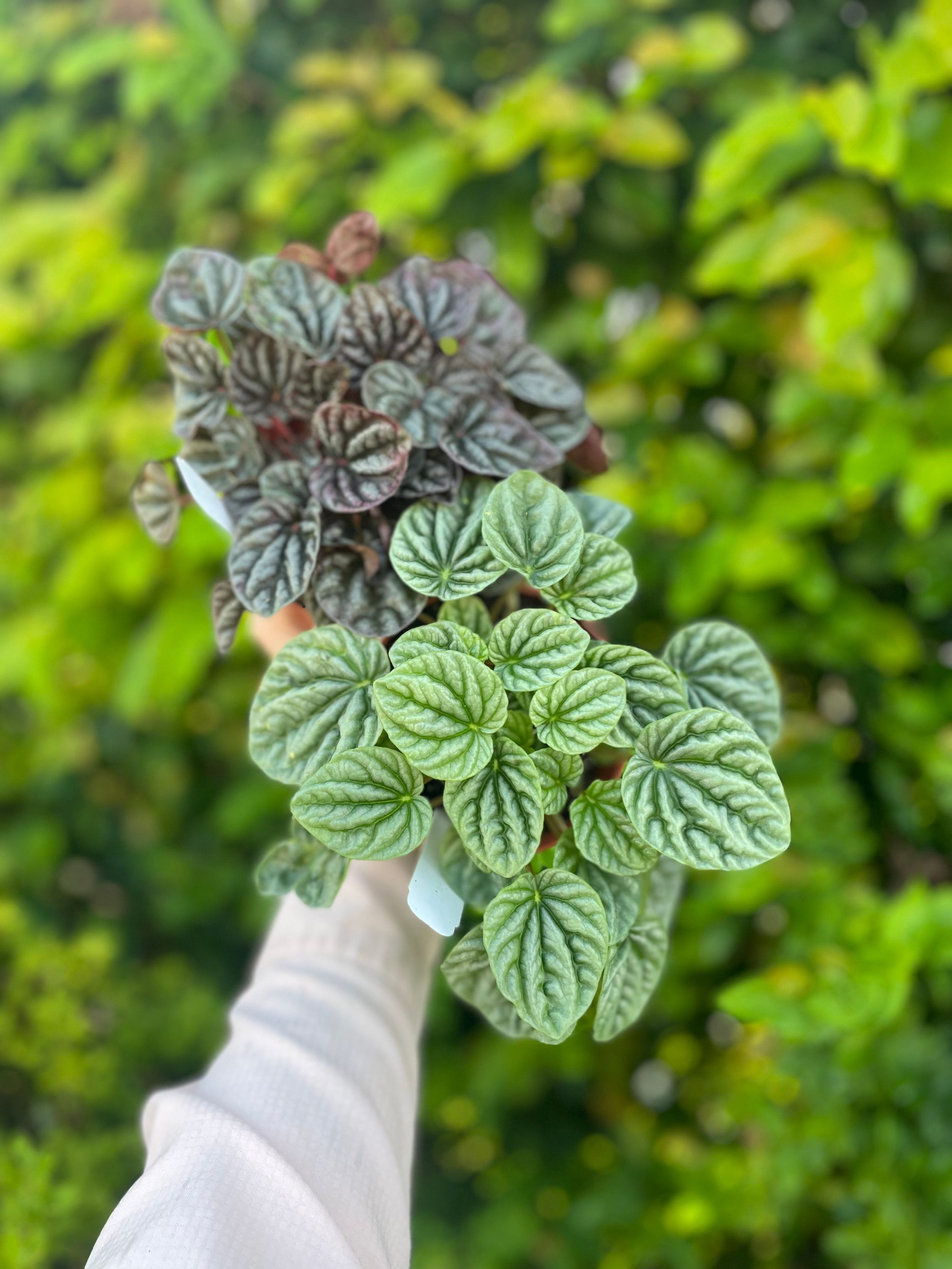 container garden design Orlando