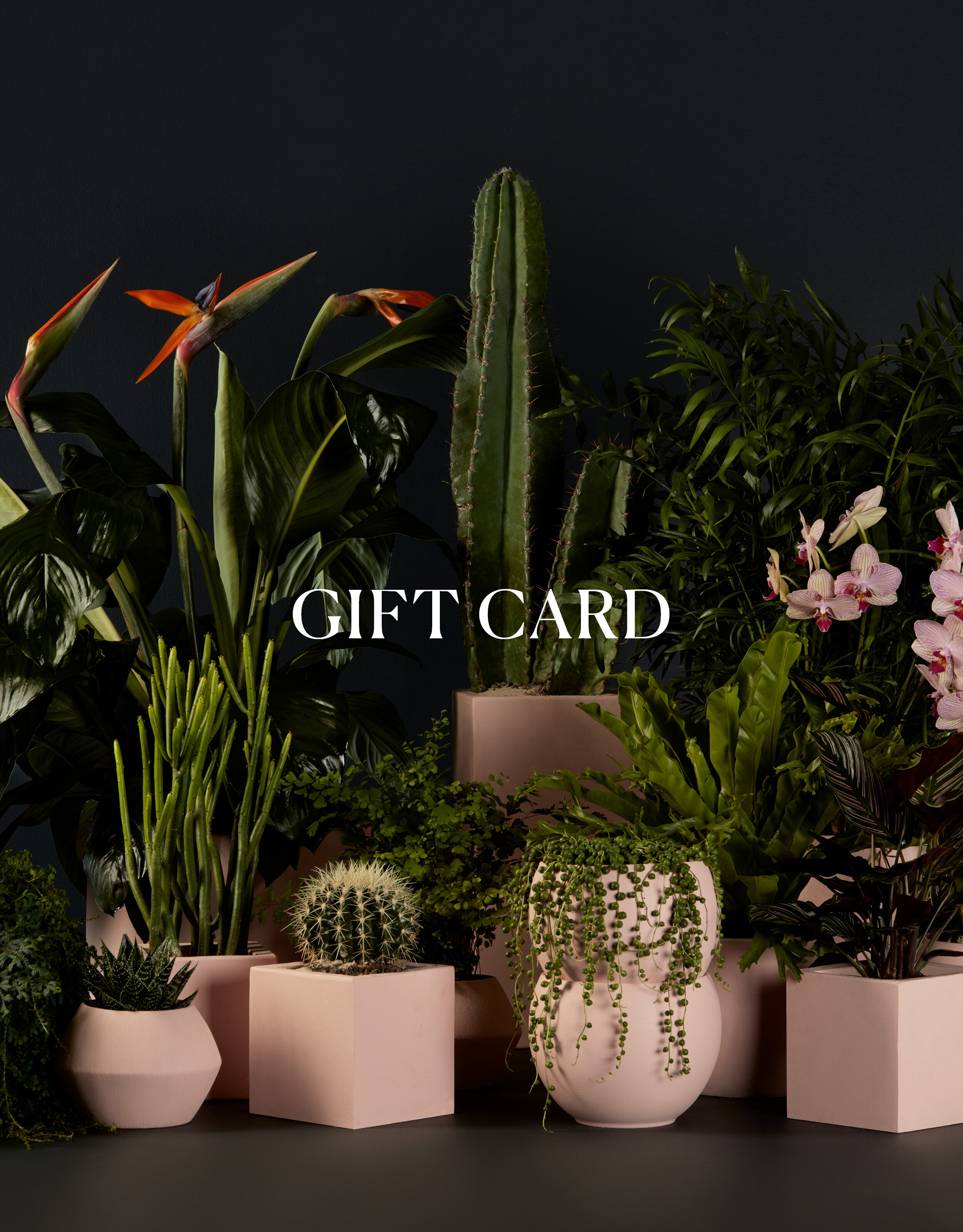 Gallery image 1 — container garden design Orlando