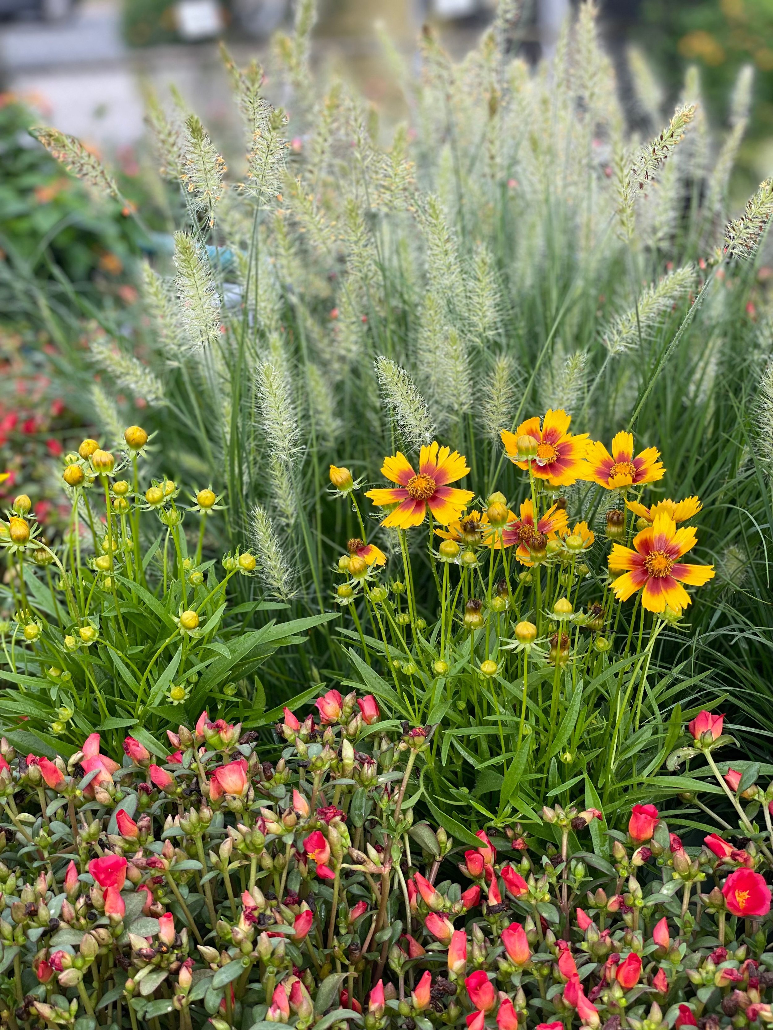 Gallery image 5 — container garden design Orlando