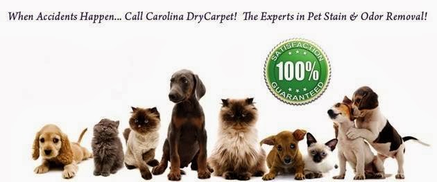 green carpet cleaning services Milpitas