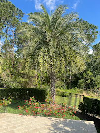 Gallery image 4 — professional tree care Winter Park