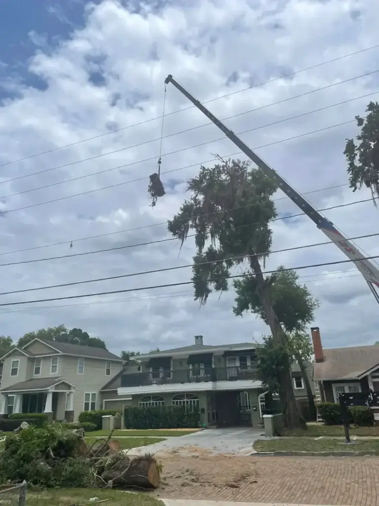 Gallery image 5 — professional tree care Winter Park