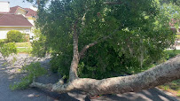 Gallery image 6 — professional tree care Winter Park