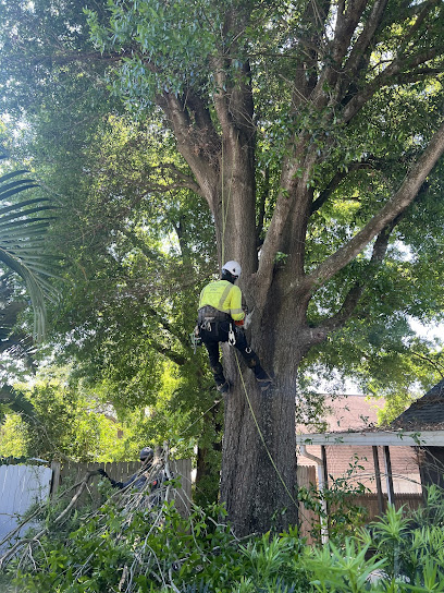 Gallery image 2 — professional tree care Winter Park