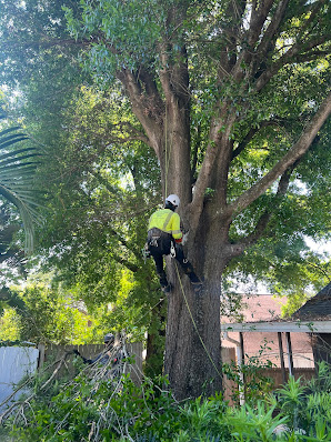 24/7 tree service Orlando