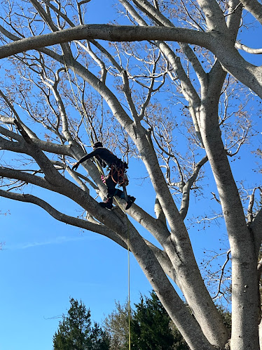 Gallery image 1 — professional tree care Winter Park