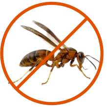 Gallery image 6 — affordable pest control Centennial