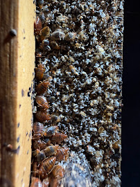 About affordable pest control Centennial