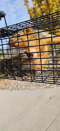 Gallery image 4 — emergency pest control near me