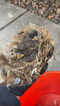 Gallery image 6 — emergency pest control near me