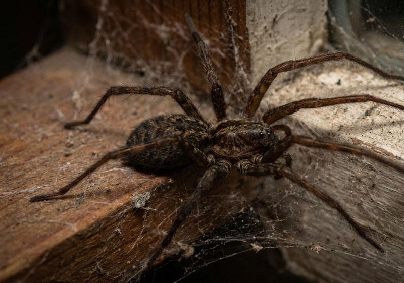 Gallery image 2 — local pest exterminator Boulder