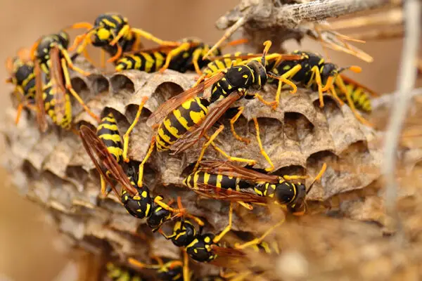 commercial exterminator Centennial