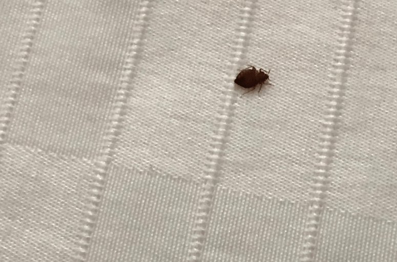 Gallery image 7 — commercial bed bug heat treatment Integrated Pest Management Commercial Pest Control