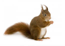 Gallery image 3 — vole control in Denver Metro Area