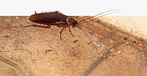 eco friendly pest control Denver Metro Area