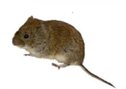 Gallery image 8 — vole control in Denver Metro Area