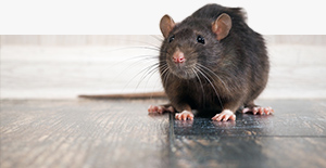 vole control in Denver Metro Area