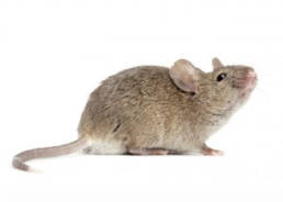 Gallery image 14 — vole control in Denver Metro Area
