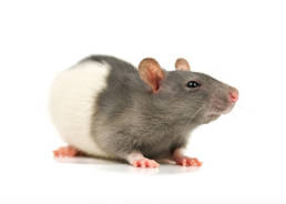 Gallery image 1 — vole control in Denver Metro Area