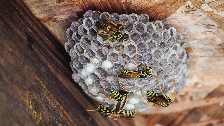 Gallery image 1 — pest control in Brighton