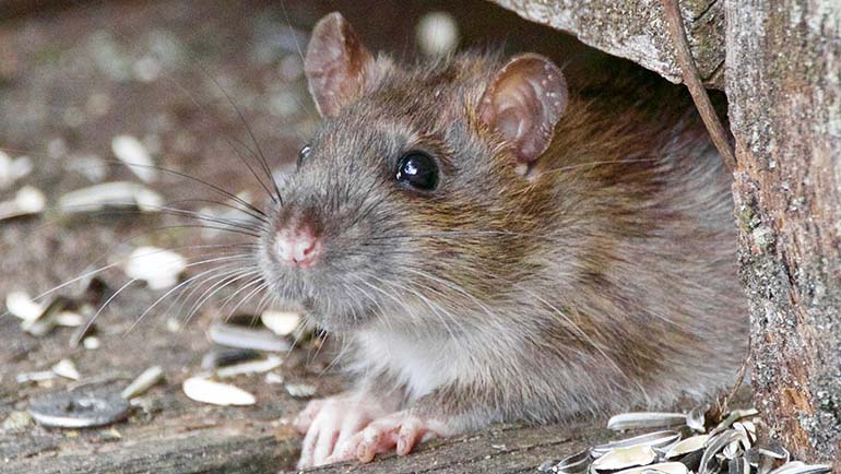 Gallery image 3 — pest control in Brighton